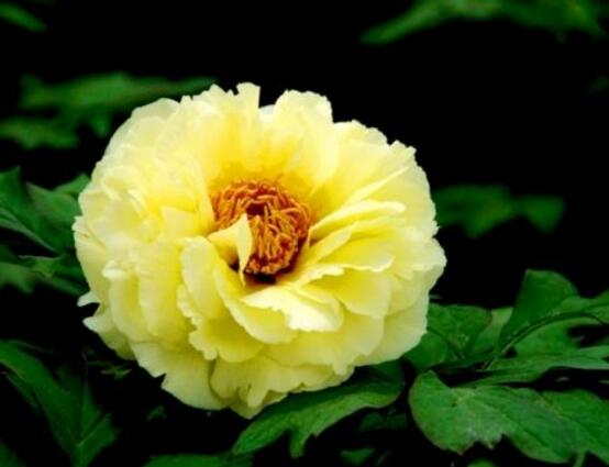 牡丹花怎么施肥，牡丹花施肥方法