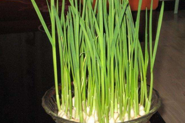 室內(nèi)蒜黃的種植方法，在低溫季節(jié)播種成活率較高