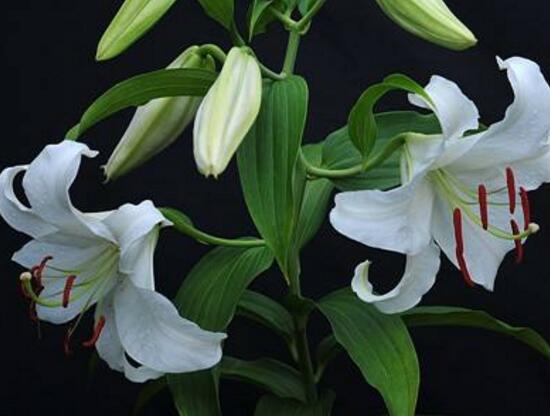 百合花的花語是什么，詮釋愛情“百年好合”最美不過了