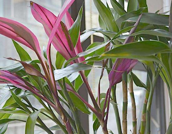 水養(yǎng)富貴竹葉子發(fā)黃怎么辦，四個(gè)原因以及解決辦法