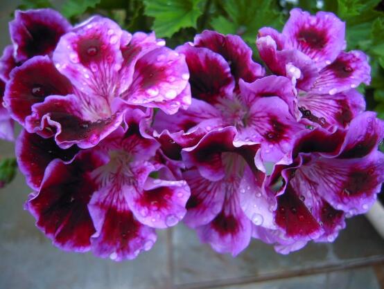 天竺葵有毒嗎，天竺葵可以放在臥室養(yǎng)嗎