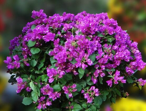 三角梅什么時(shí)候換盆，在春秋兩季進(jìn)行換盆最好/一年四季均可