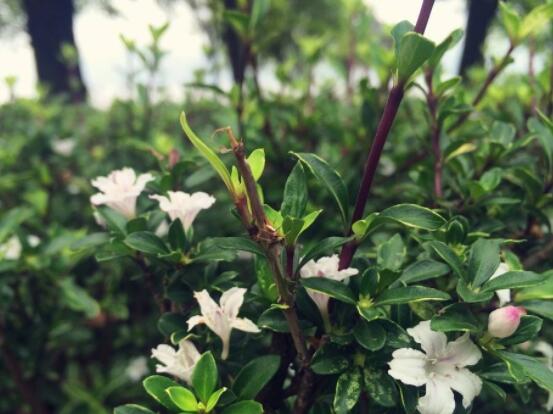 六月雪功效與作用，是一個(gè)不折不扣治療百病藥王