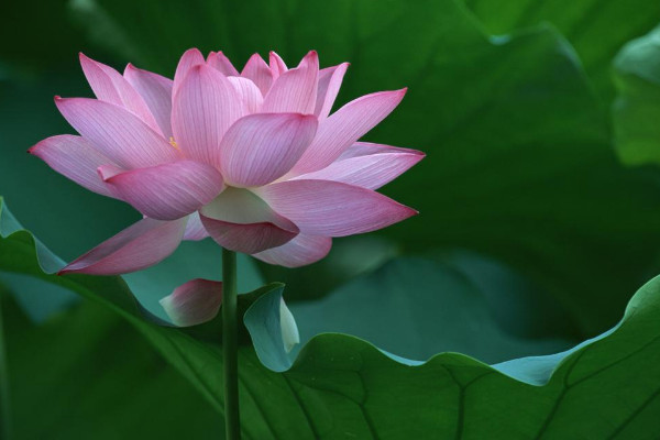 荷花的栽培方法，種子繁殖和分藕繁殖兩種方法