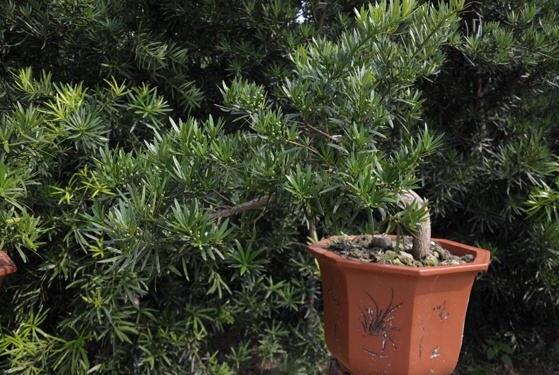 羅漢松品種，盤點(diǎn)羅漢松最珍貴的五大品種