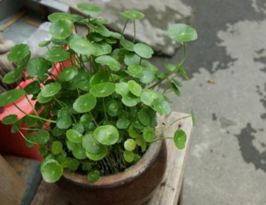 銅錢草有毒嗎，銅錢草可以放在臥室嗎