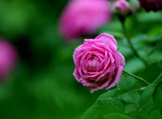 月季花冬季怎么修剪，做好四大修剪要點(diǎn)變得更美觀