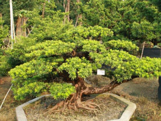 羅漢松盆景施肥，做好以有機(jī)液肥、稀薄的餅肥水為主