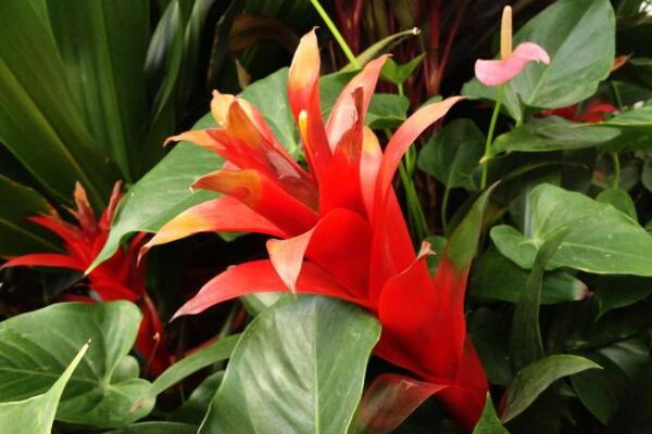 鴻運當頭花謝了怎么辦，分株繁殖可以繼續(xù)開花