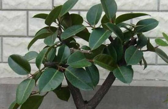 橡皮樹好養(yǎng)嗎，橡皮樹的養(yǎng)殖方法和注意事項(xiàng)