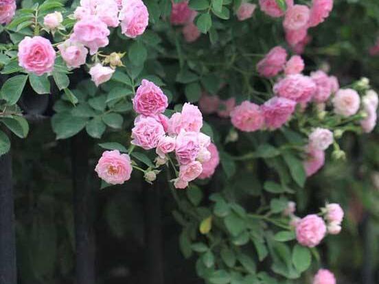 薔薇花的功效與作用，盤點(diǎn)薔薇花七大功效與作用