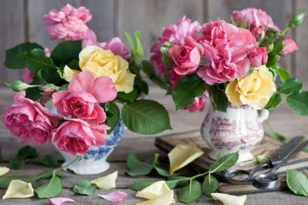 玫瑰花插水怎么存活時間長，減少養(yǎng)分消耗最有效