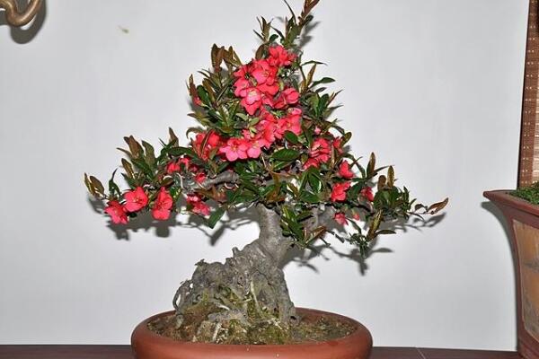 盆栽海棠花的養(yǎng)殖方法，盆栽海棠的五大養(yǎng)殖要點(diǎn)