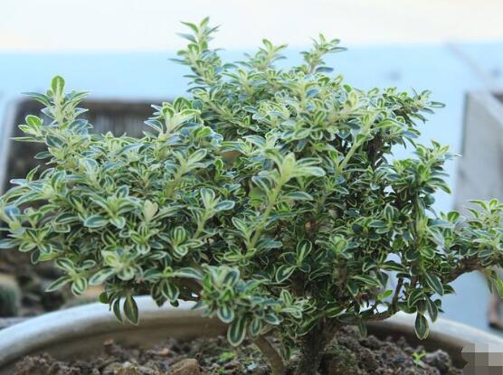 六月雪怎么養(yǎng)殖，老農(nóng)總結(jié)最簡單八大基本養(yǎng)殖方法