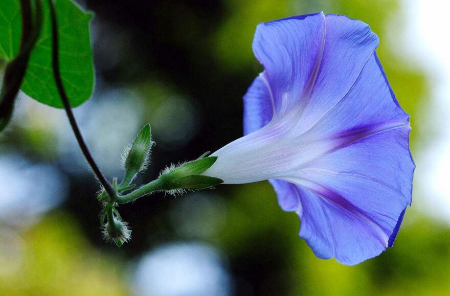 牽?；ㄖ婚L葉不開花怎么辦，可能是補(bǔ)給的養(yǎng)分、水份不足