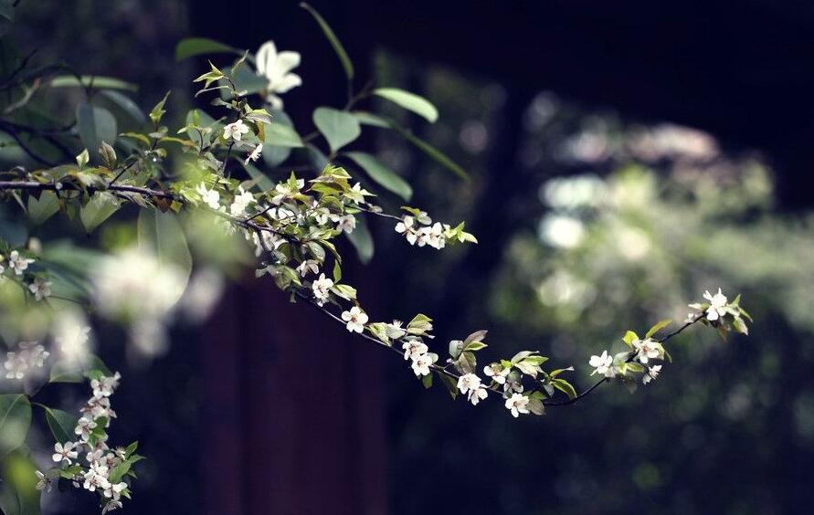 海棠花怎么養(yǎng)護(hù)，要從選盆和選土入手