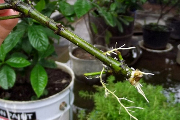 梔子花水培扦插繁殖技術(shù)，建議在植株的生長季節(jié)進(jìn)行