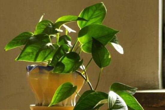 綠蘿需要施什么肥，以氮肥為主、鉀肥為輔(增施葉面肥)