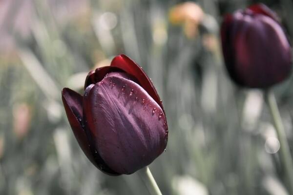 黑色郁金香花語(yǔ)，神秘、高貴的象征