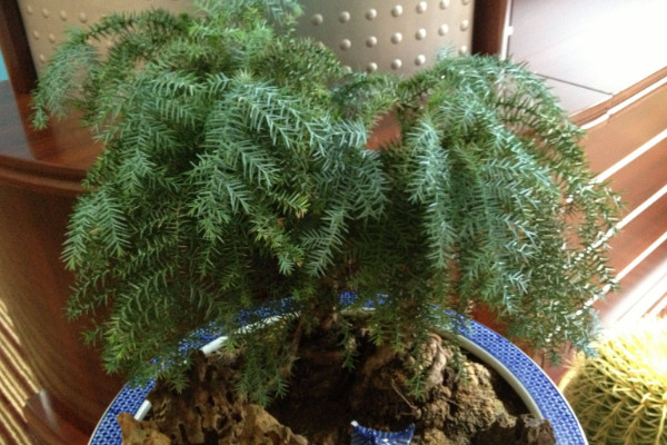 澳洲杉怎么盤根，用金屬絲繩子等纏繞固定