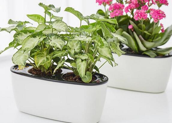 水培長(zhǎng)壽花注意事項(xiàng)，及時(shí)換水是關(guān)鍵