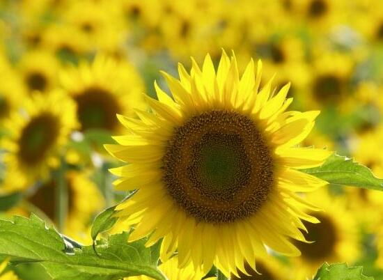 向日葵怎么養(yǎng)，向日葵的養(yǎng)殖方法和注意事項(xiàng)