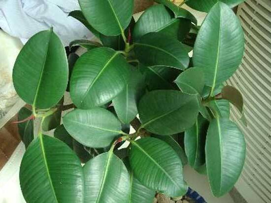 橡皮樹爛根什么原因，橡皮樹爛根怎么辦