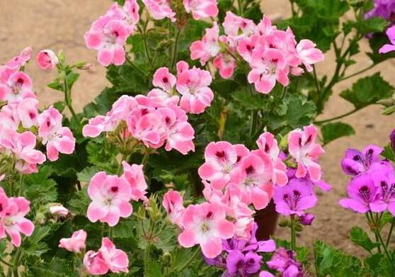 天竺葵怎么修剪，天竺葵修剪方法