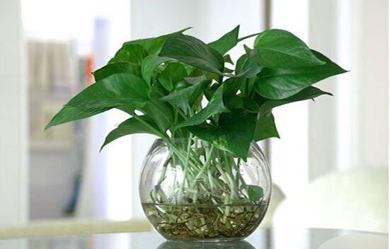 水培綠蘿怎么養(yǎng)，做好四點就能養(yǎng)得枝繁葉茂