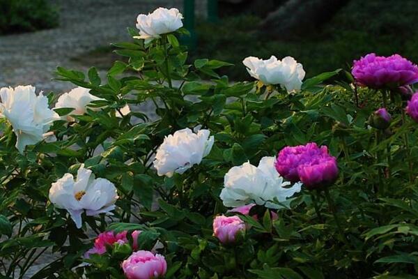 牡丹的栽培技術(shù)，5步即可完成牡丹的栽培