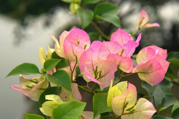 三角梅扦插如何生根快，使用無土扦插或海綿扦插法