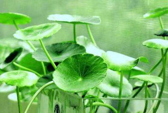 土培銅錢草怎么養(yǎng)，掌握八點因素就可以爆盆了（適合新手）