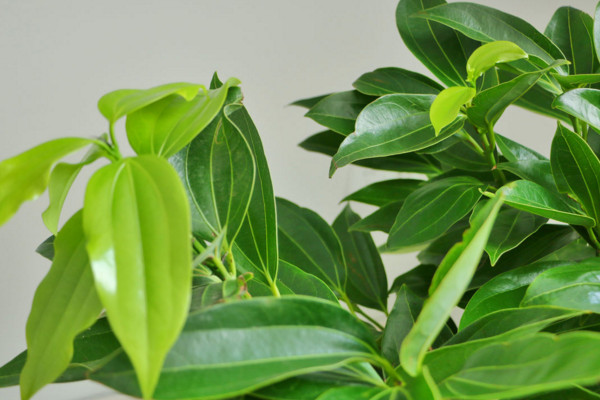 平安樹葉子耷拉怎么辦，適當(dāng)補(bǔ)充光照增施氮肥