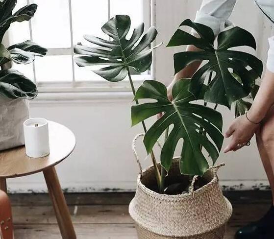 龜背竹葉子黃了怎么辦，要從土壤和澆水等4方面入手解決