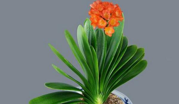 君子蘭怎樣才能開花，保證君子蘭年年開花的5大技巧