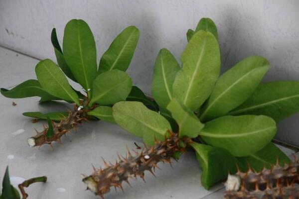 虎刺梅怎么繁殖，扦插繁殖才是最佳選擇