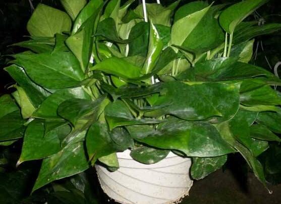 綠蘿作用有哪些，美化環(huán)境、凈化空氣、招財生旺