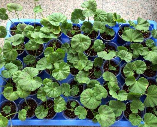 天竺葵快速生根法，教你最快生根六點步驟(15天生根)