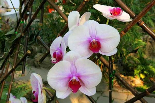 蝴蝶蘭冬季怎么澆水，一星期澆水一次即可