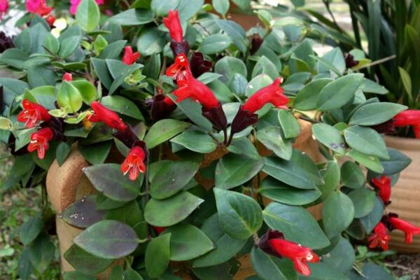 口紅吊蘭水培方法，4步即可完成口紅吊籃的水培