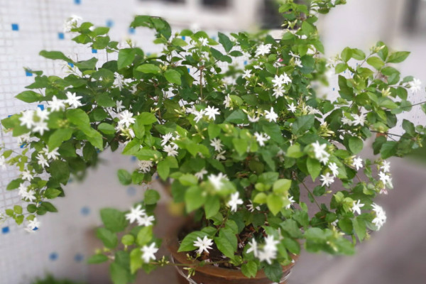 盆栽茉莉的養(yǎng)殖方法和注意事項，每日接受5小時光照