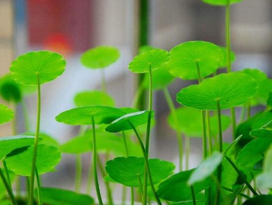 銅錢草怎么繁殖，盤點(diǎn)銅錢草三種繁殖方法(扦插/分株/播種)