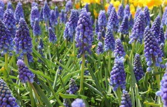 風(fēng)信子有毒嗎，風(fēng)信子可以放在臥室嗎