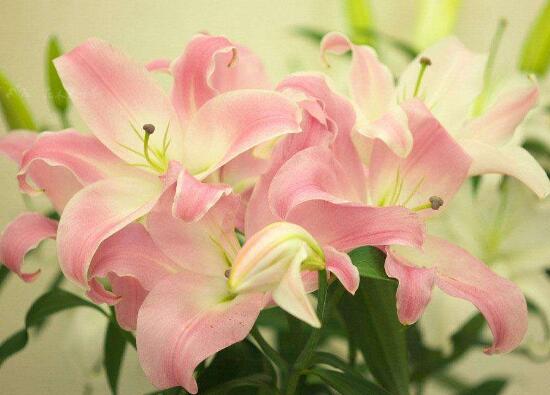 百合花什么時(shí)候開花，百合花不開花怎么辦/適當(dāng)光照