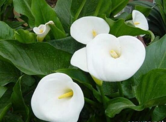 馬蹄蓮怎么繁殖，馬蹄蓮的繁殖方法