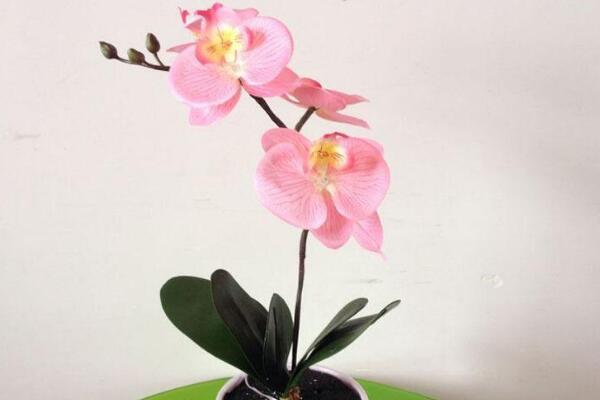 蝴蝶蘭怎么多開(kāi)花,學(xué)會(huì)四個(gè)要點(diǎn)花開(kāi)爆盆