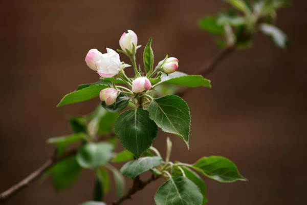 果樹(shù)花期防凍的最佳方法