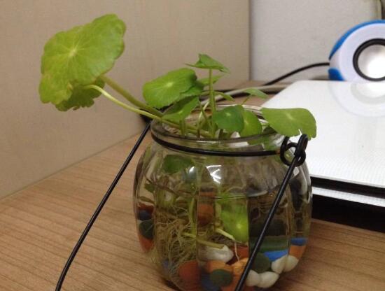 銅錢草可以放魚缸里嗎，銅錢草水培方法