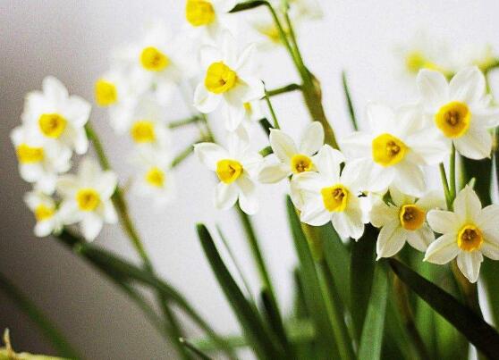 水仙花爛根怎么辦，水仙花爛根解決辦法