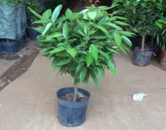 平安樹(shù)擺放什么位置好，平安樹(shù)的擺放禁忌